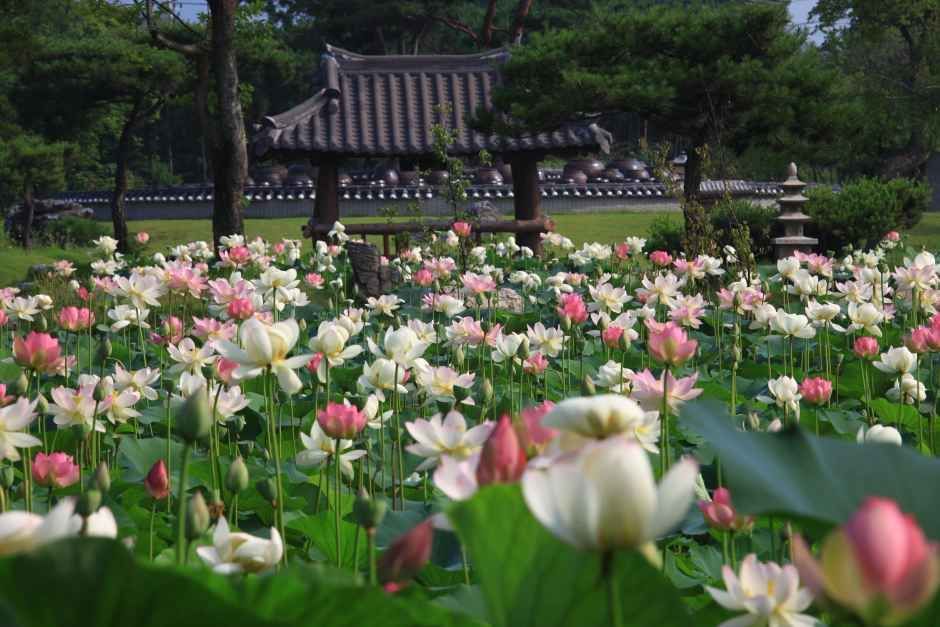 세미원 연꽃문화제 사진 2